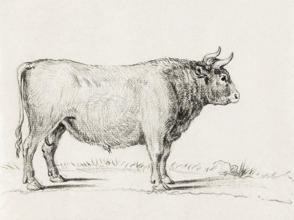 Standing Bull af Jean Bernard