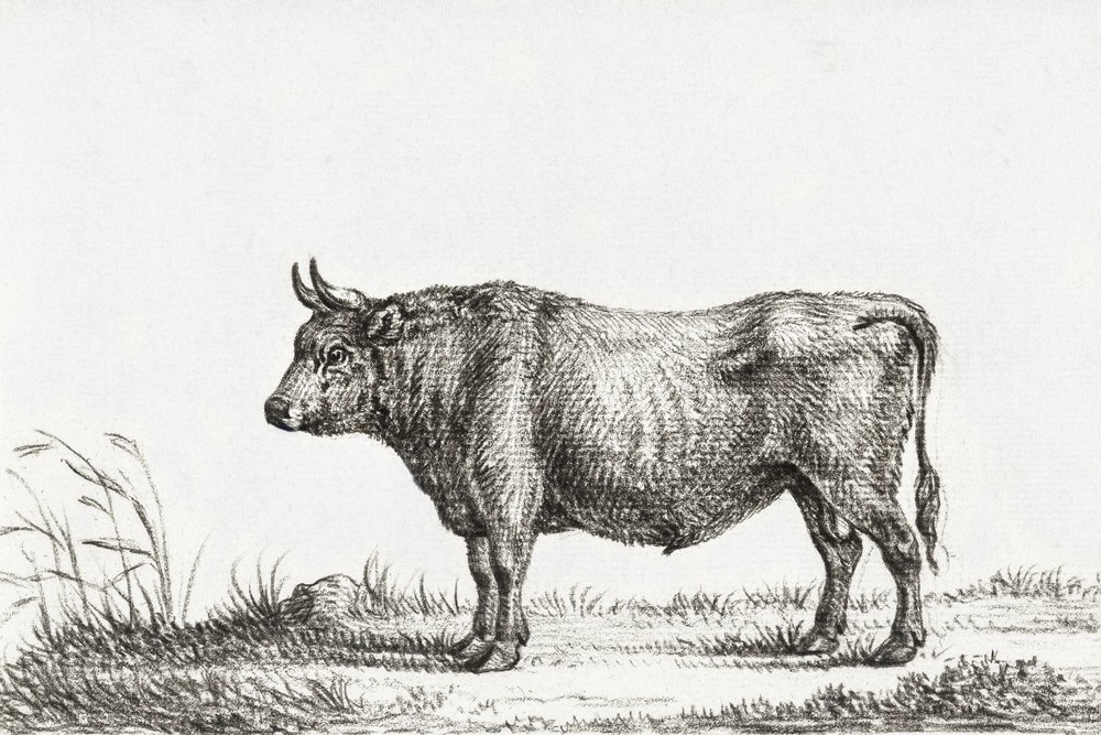 Standing Bull af Jean Bernard
