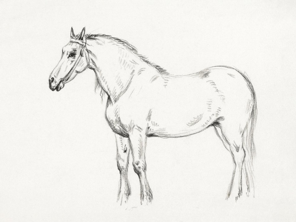 Stående hest (1818) af Jean Bernard