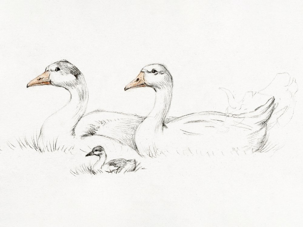 To gæs med en unge (1775–1833) af Jean Bernard