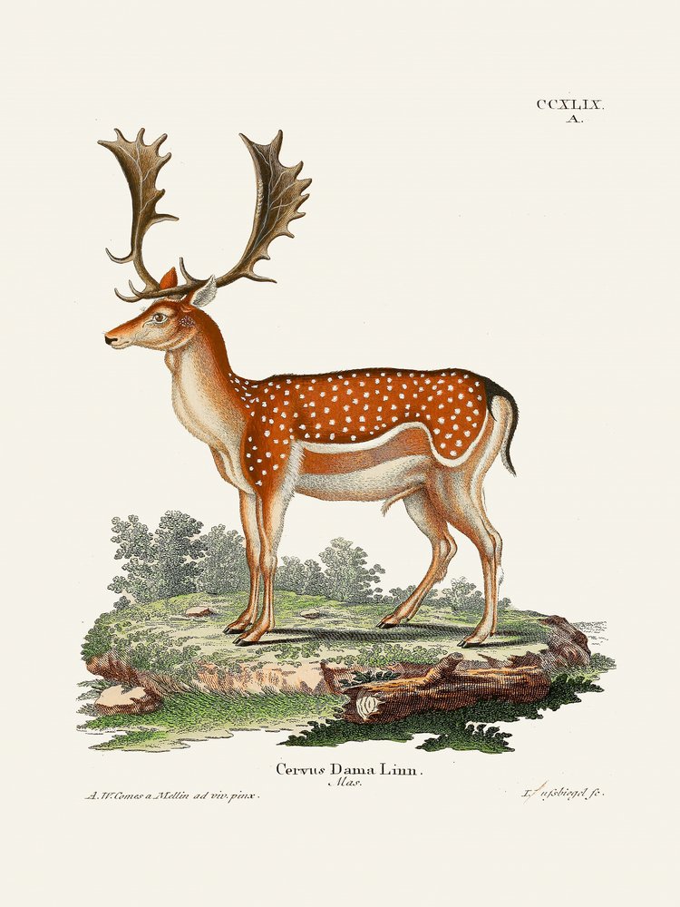 Europæisk dådyr  Af Johann Christian Daniel von Schreber. af Johann Christian Daniel Von Schreber