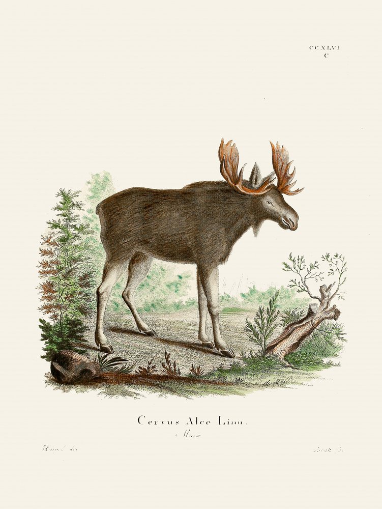 Moose af Johann Christian Daniel von Schreber. af Johann Christian Daniel Von Schreber
