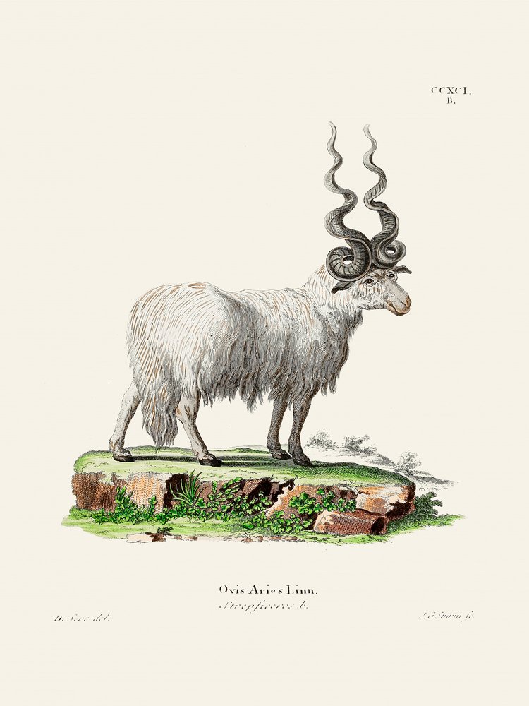 Ovis Aries af Johann Andreas Wagener og Johann Christian Daniel von Schreber. af Johann Christian Daniel Von Schreber