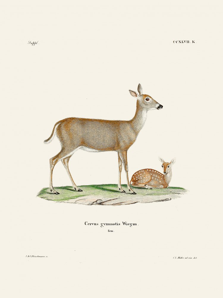 Virginian Deer (1778–1855) Af Johann Andreas Wagener og Johann Christian Daniel von Schreber. af Johann Christian Daniel Von Schreber