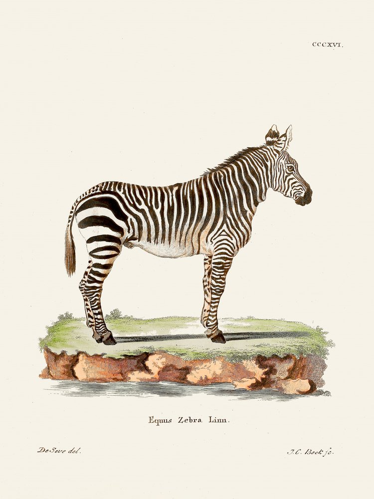 Zebra fra *Die Säugthiere* (1778–1855) af Johann Christian Daniel von Schreber. af Johann Christian Daniel Von Schreber