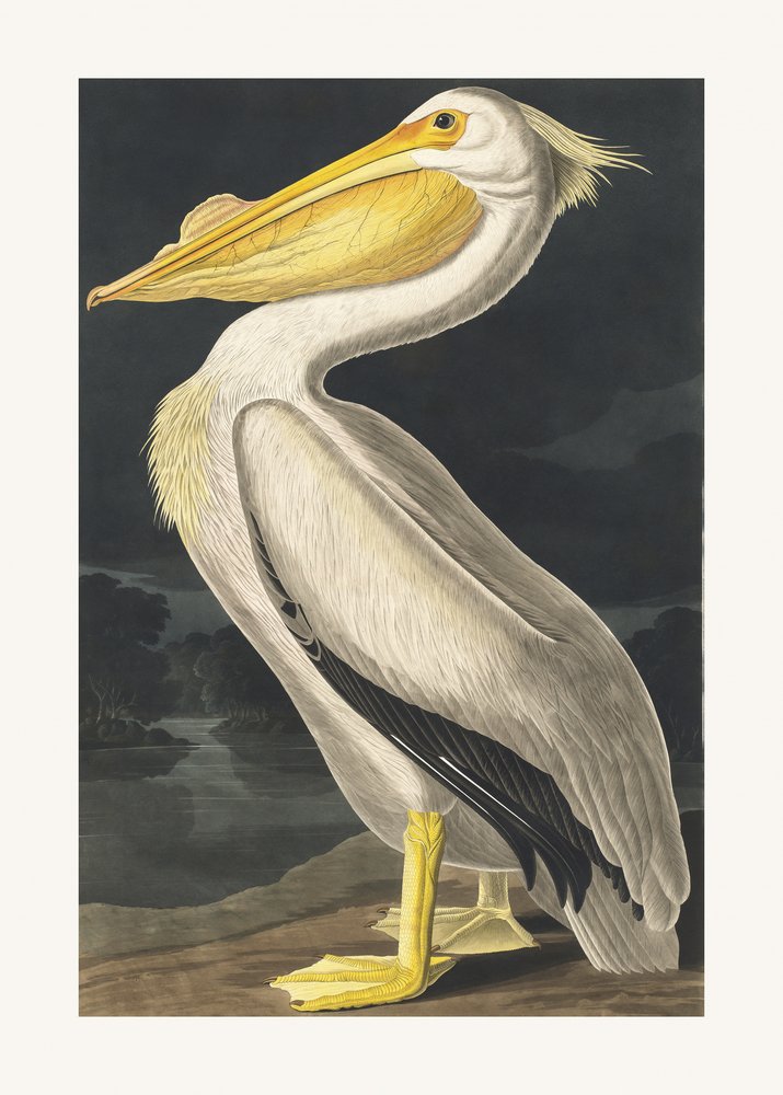  af John James Audubon