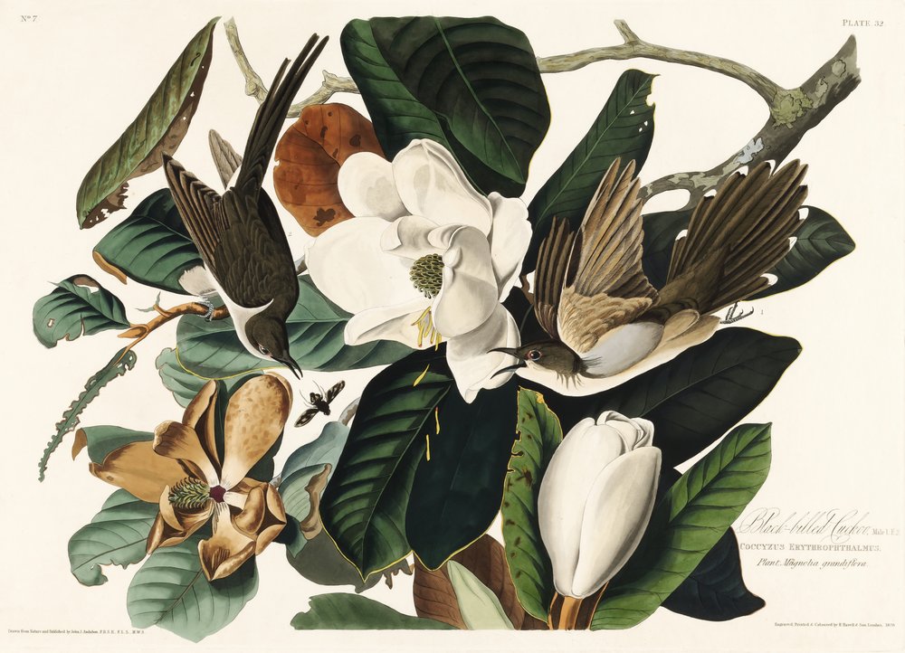  af John James Audubon