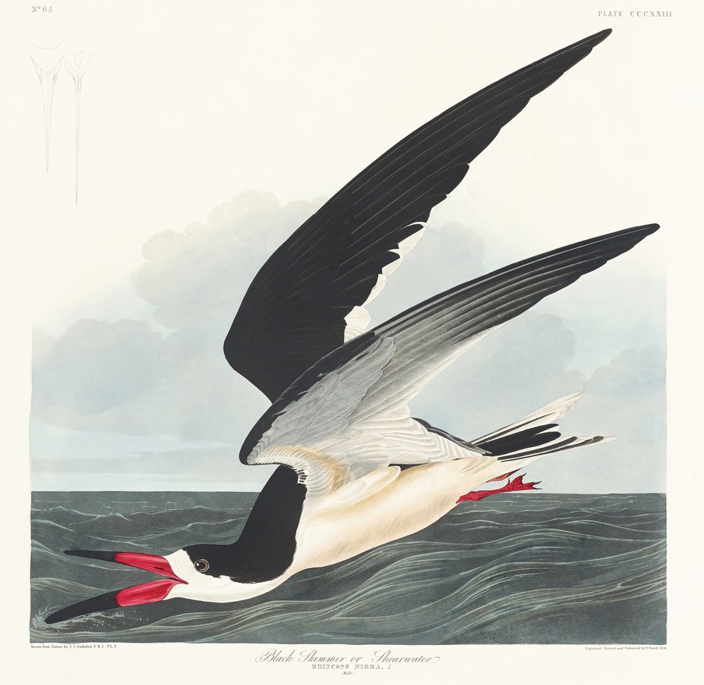  af John James Audubon