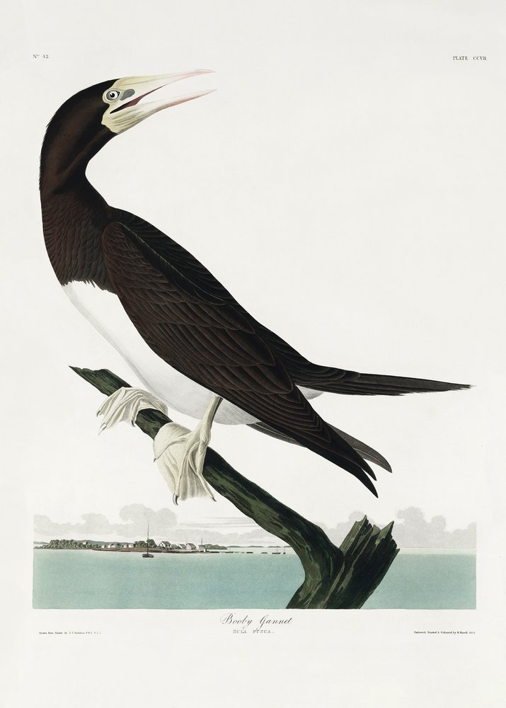  af John James Audubon