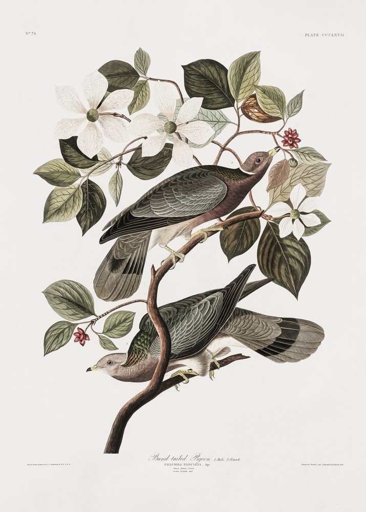  af John James Audubon