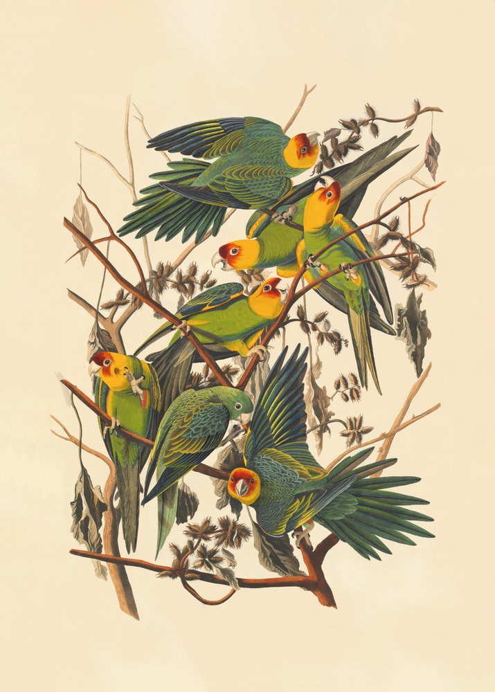 Carolina-papegøje af John James Audubon
