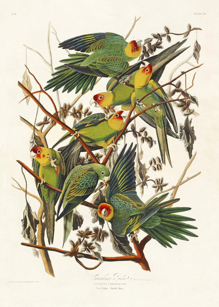  af John James Audubon