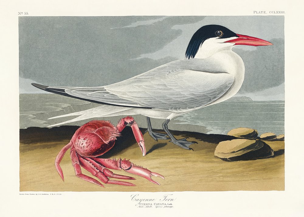  af John James Audubon