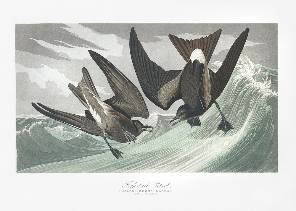  af John James Audubon