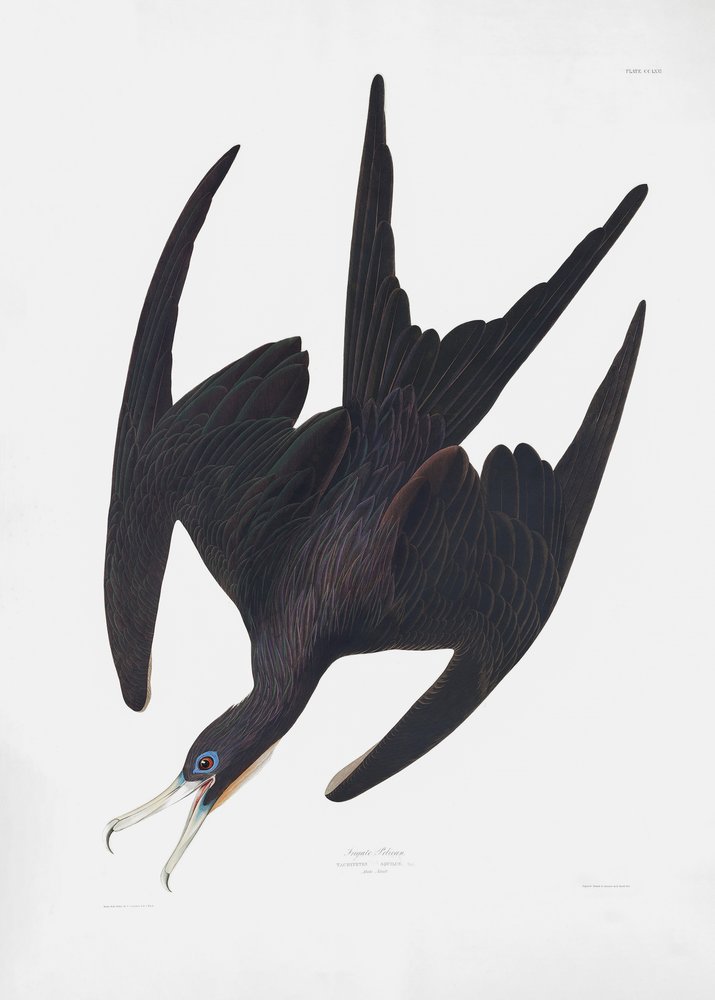  af John James Audubon