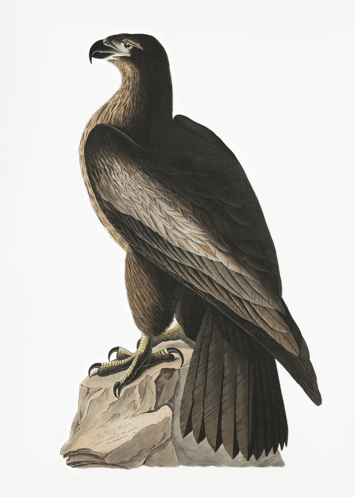  af John James Audubon