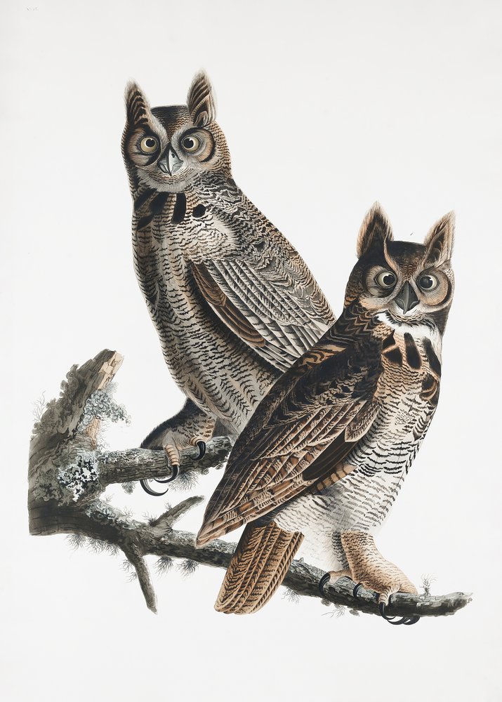  af John James Audubon