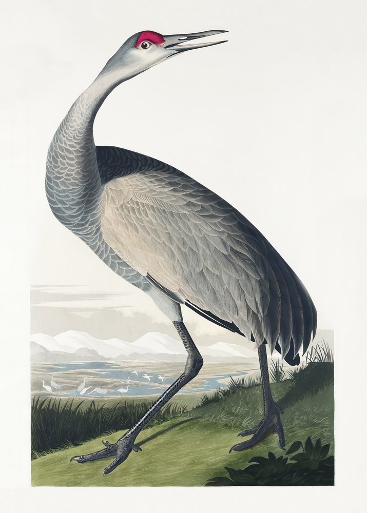  af John James Audubon