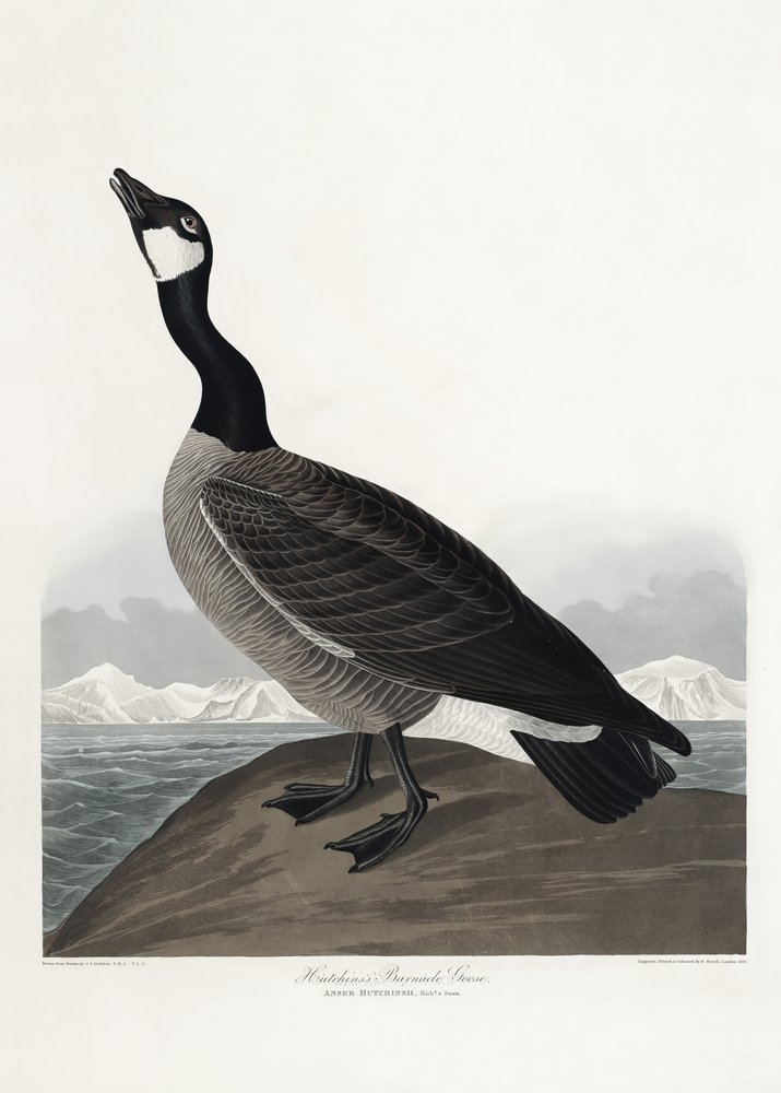  af John James Audubon