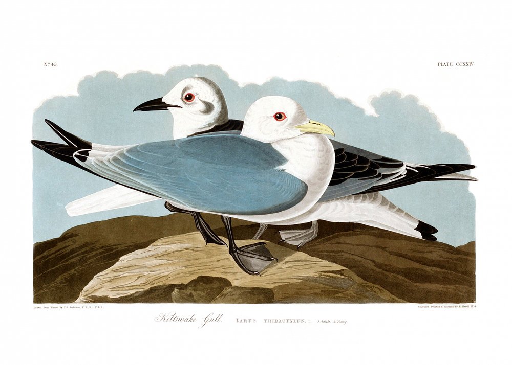 Tredelt måge af John James Audubon