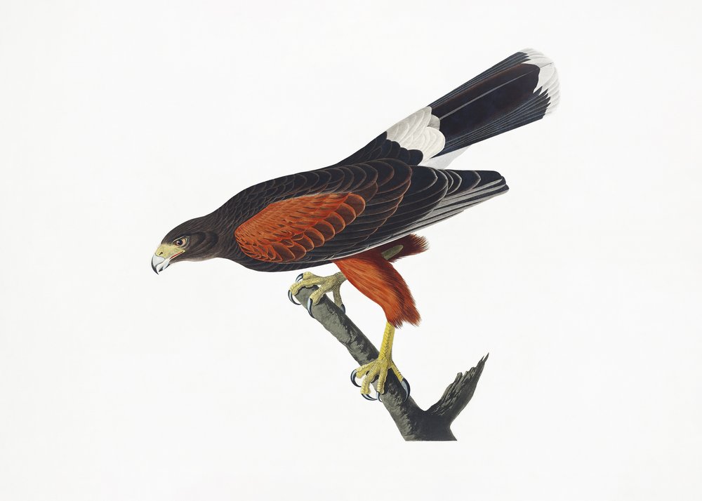  af John James Audubon