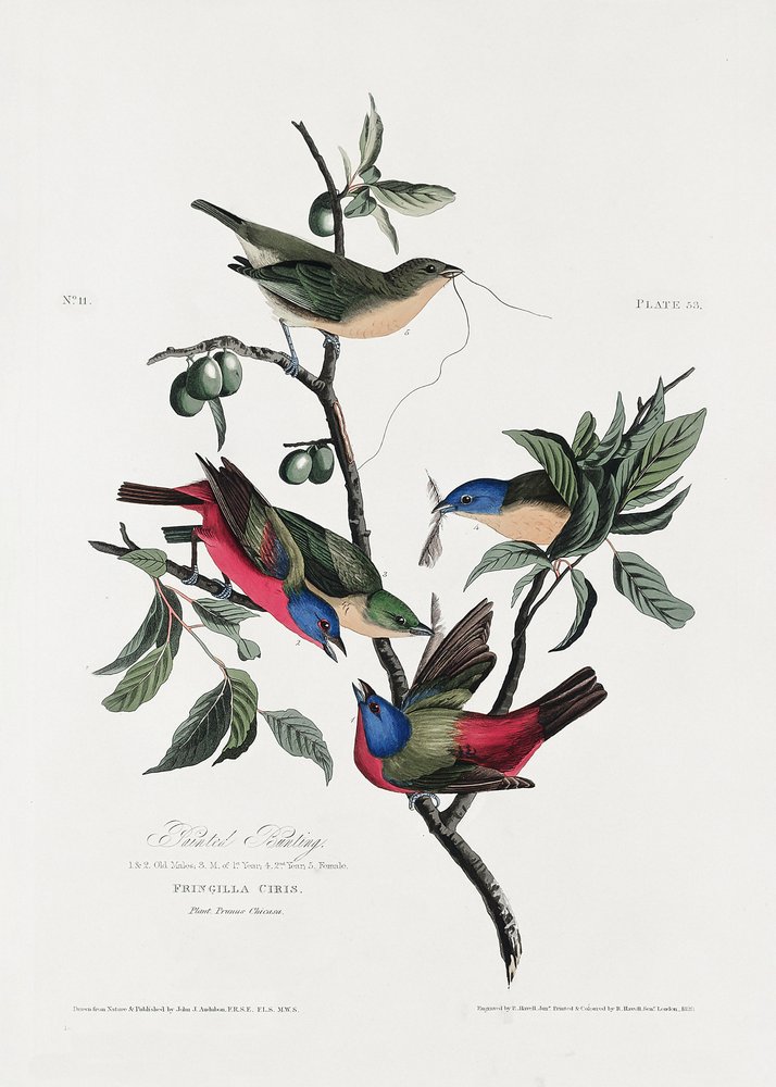  af John James Audubon