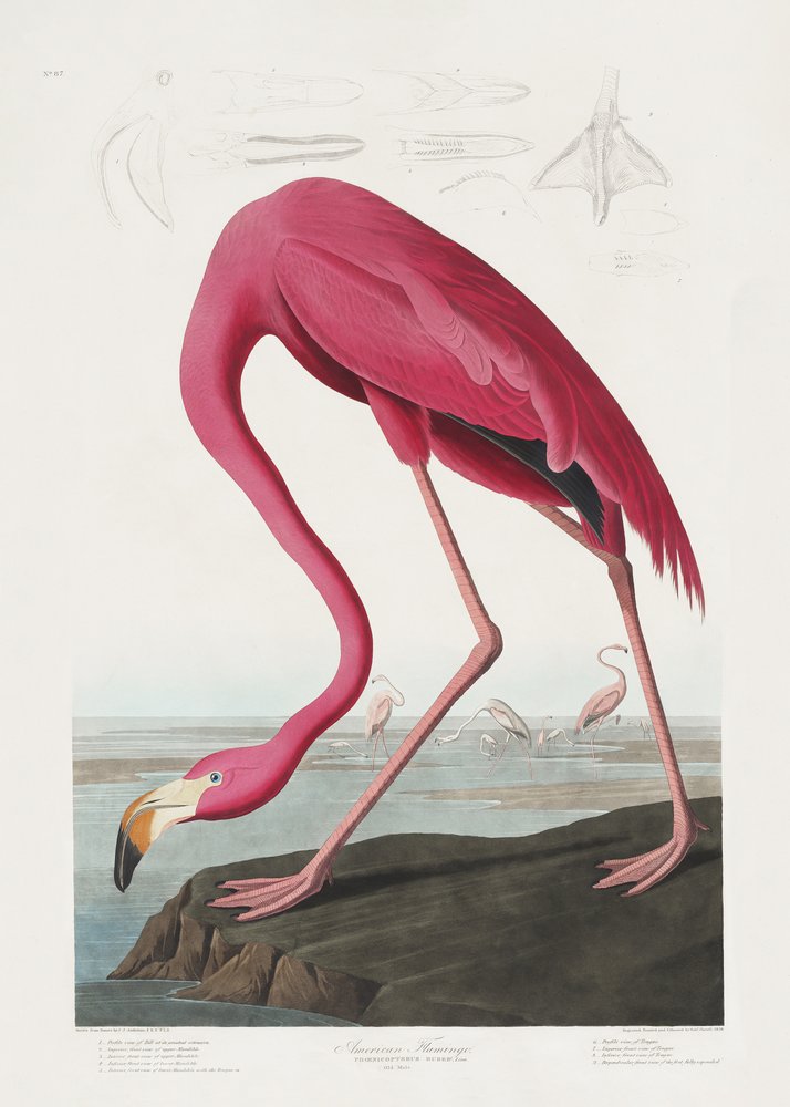 Rosa flamingo fra *Birds of America* (1827) af John James Audubon