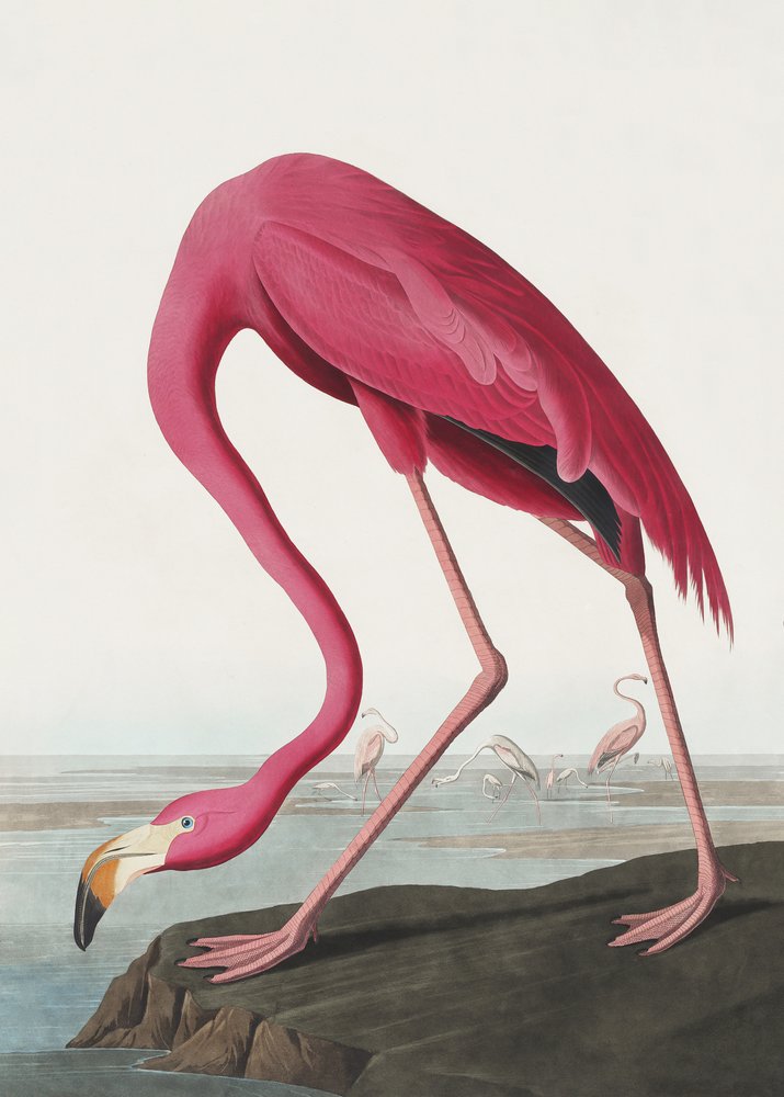 Pink Flamingo II fra *Birds of America* (1827) af John James Audubon