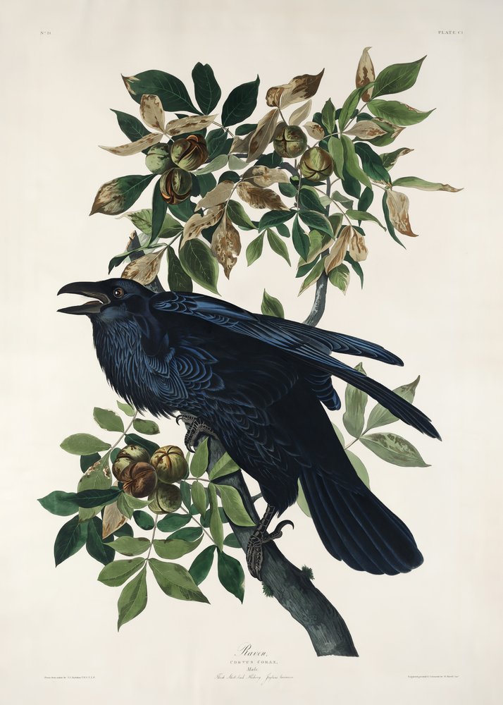 af John James Audubon