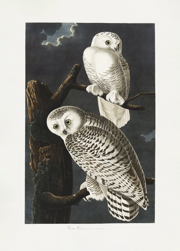  af John James Audubon