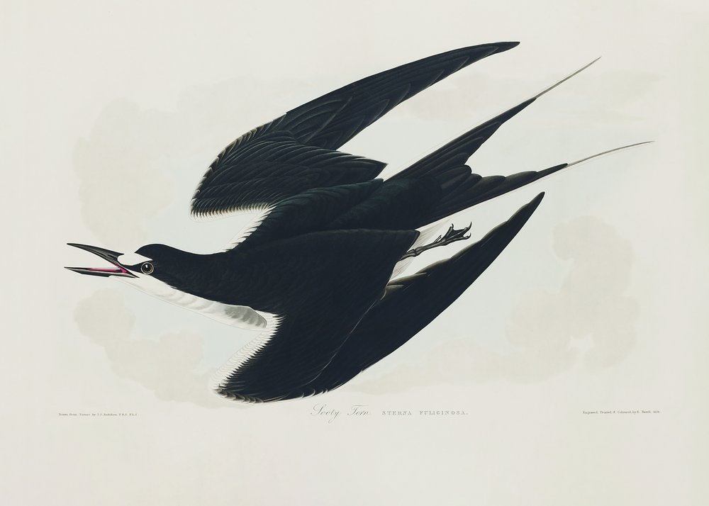  af John James Audubon