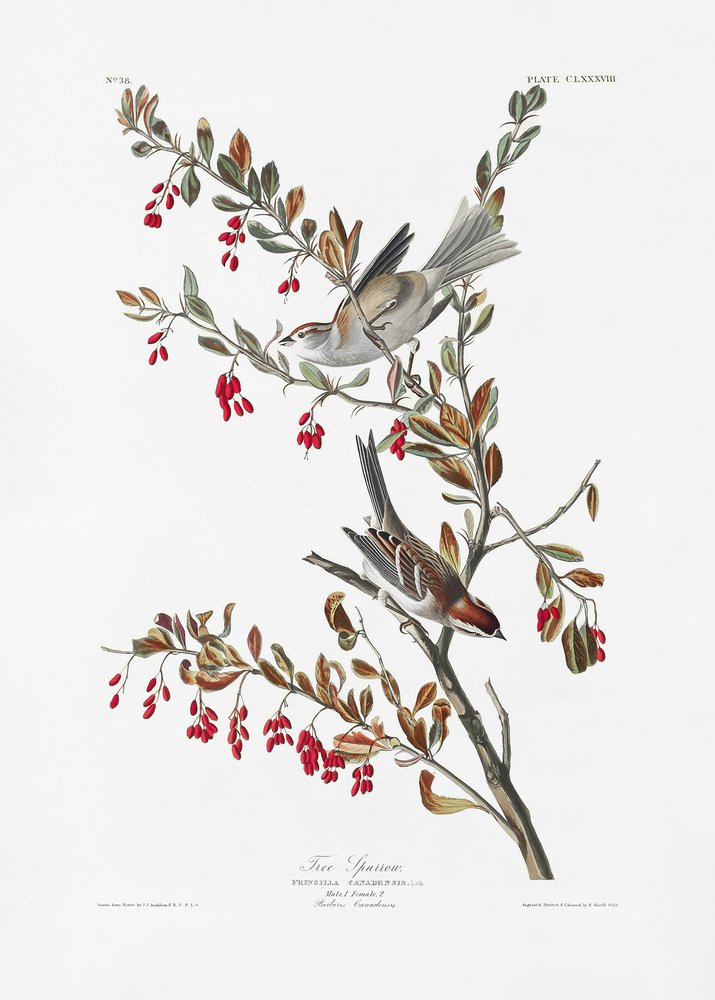  af John James Audubon