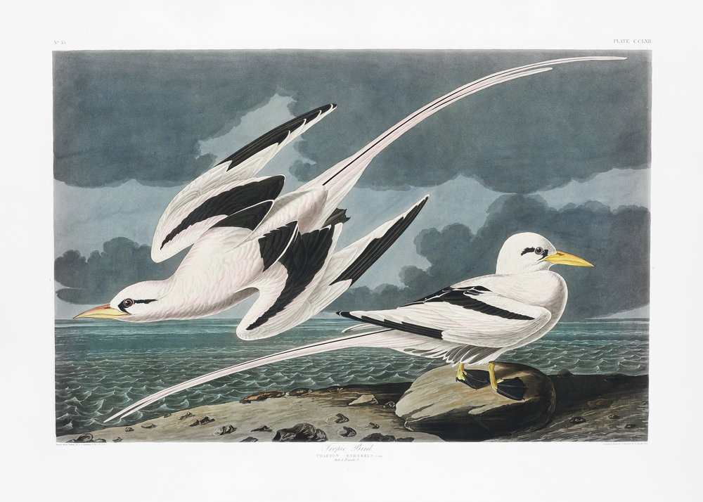Tropisk fugl fra *Birds of America* (1827) af John James Audubon