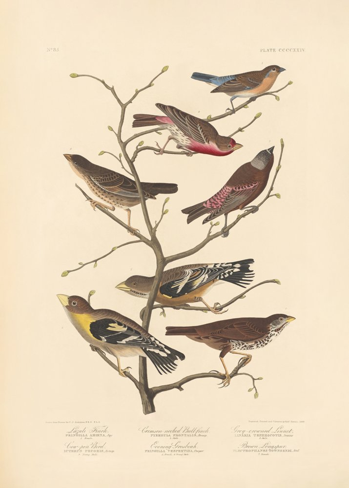 Lazuli-fink af John James Audubon/ Rob Havell