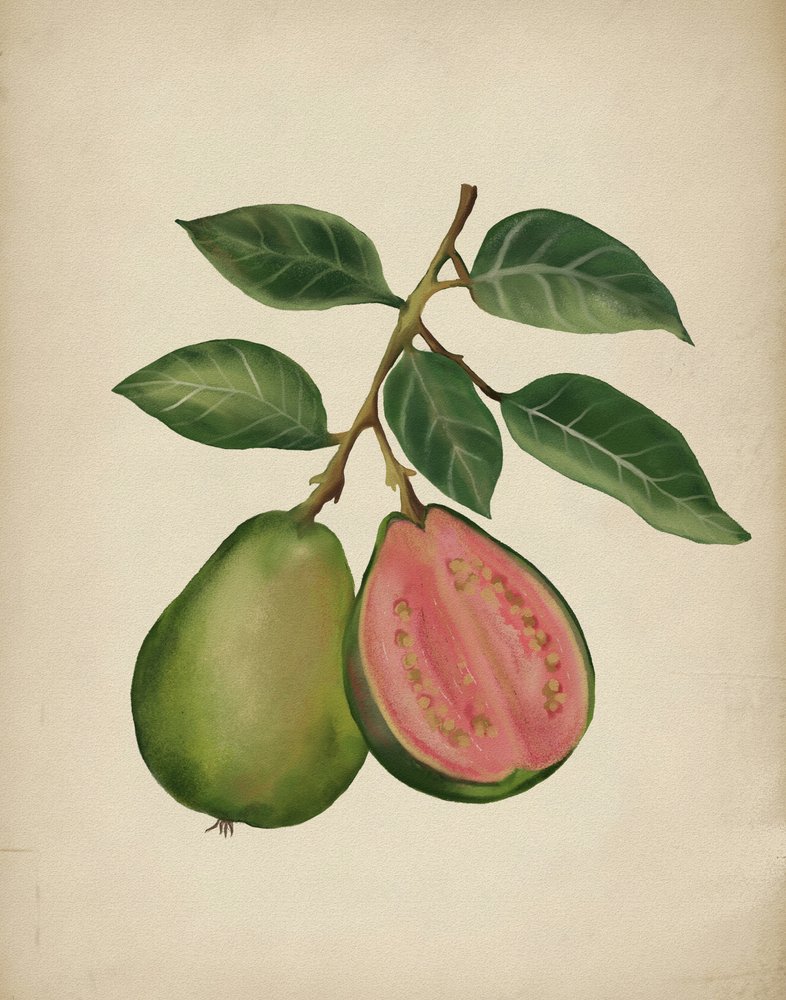 Frisk guava – botanisk af Josie George