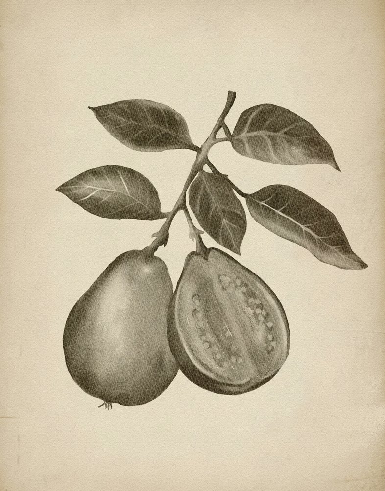 Botanisk undersøgelse af guava af Josie George