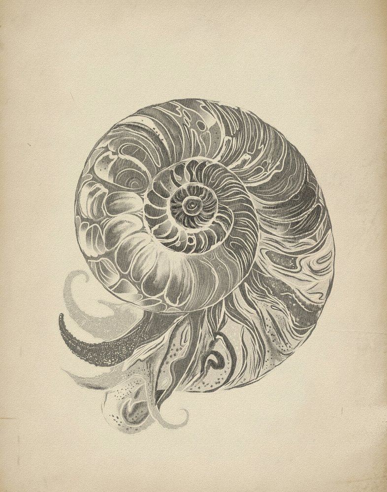 Den indviklede nautilusspiral af Josie George