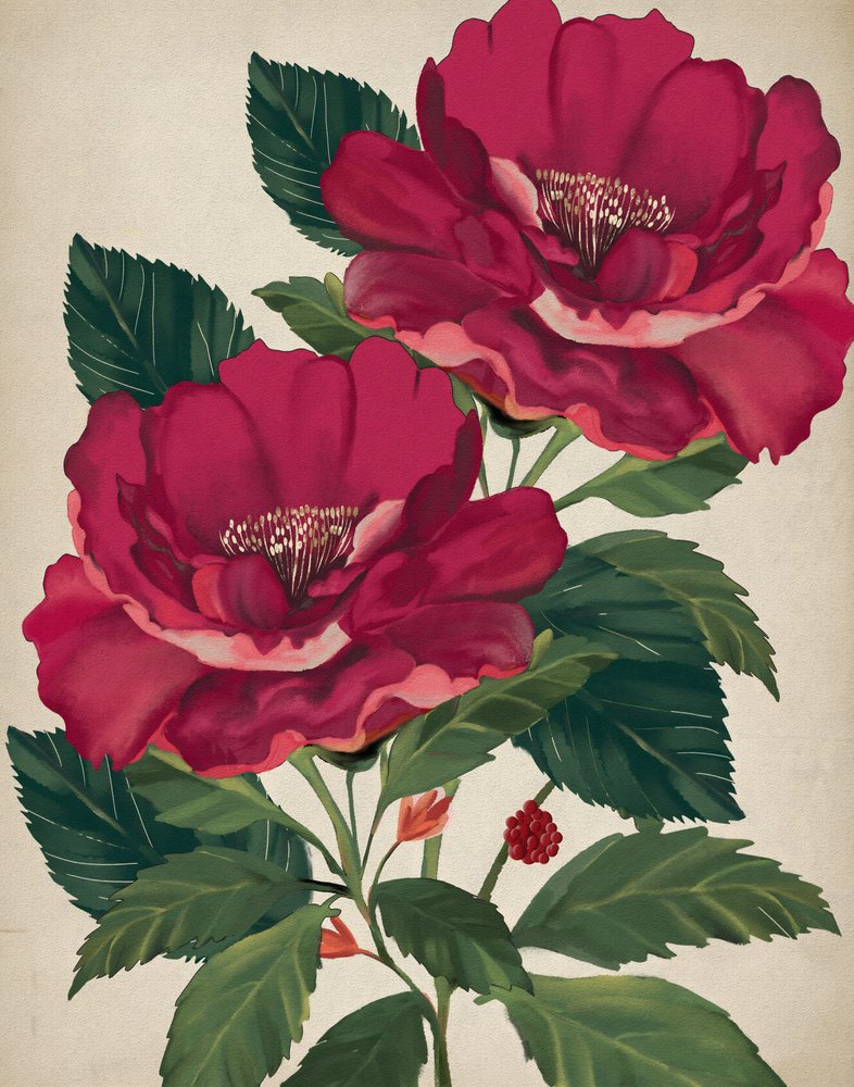 Providence-rosen af Josie George