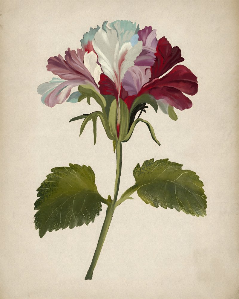 Farvestrålende pelargoniumblomst af Josie George