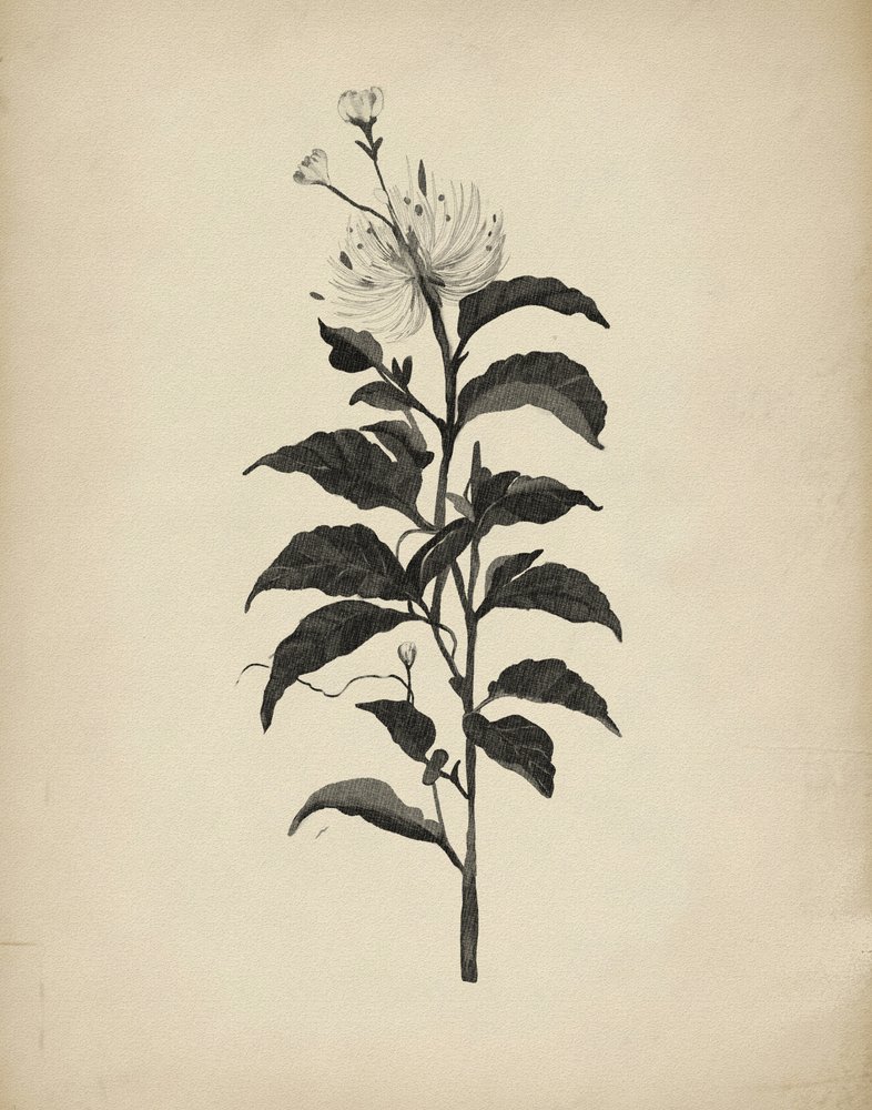 Vintage botanisk illustration af Josie George