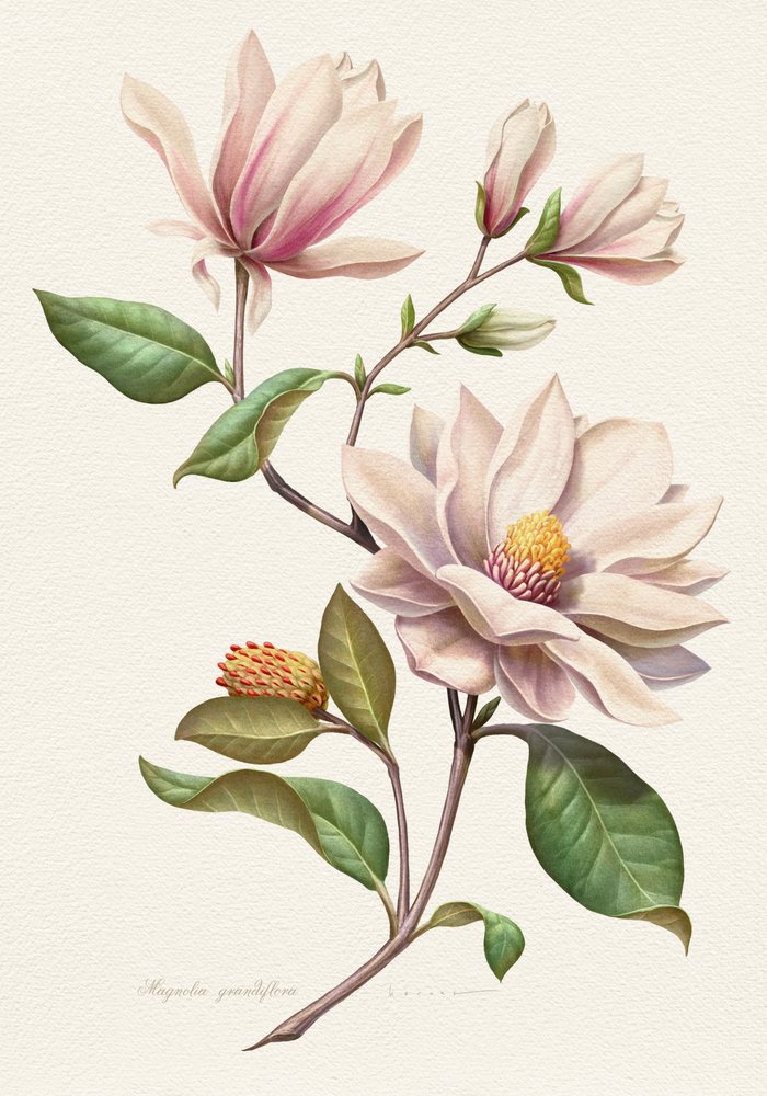 Blomstrende magnolier af Juan Hernaz