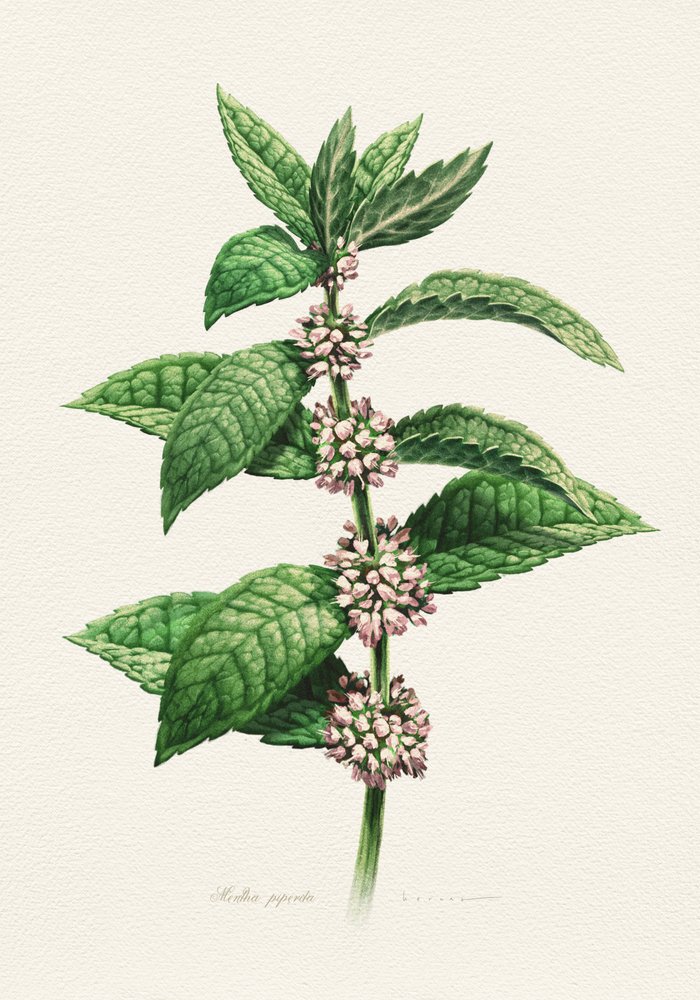 Blomstrende mynte – botanisk af Juan Hernaz