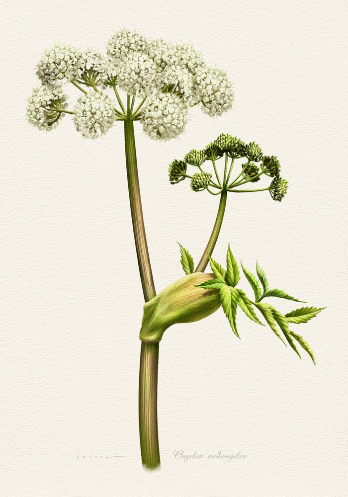 Botanisk illustration af hvid angelika af Juan Hernaz