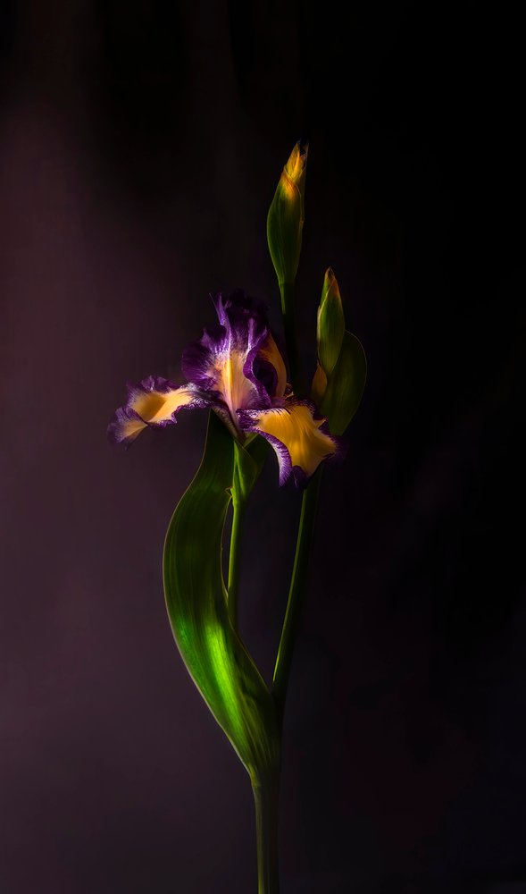 Farvestrålende irisblomst af Judy Tseng