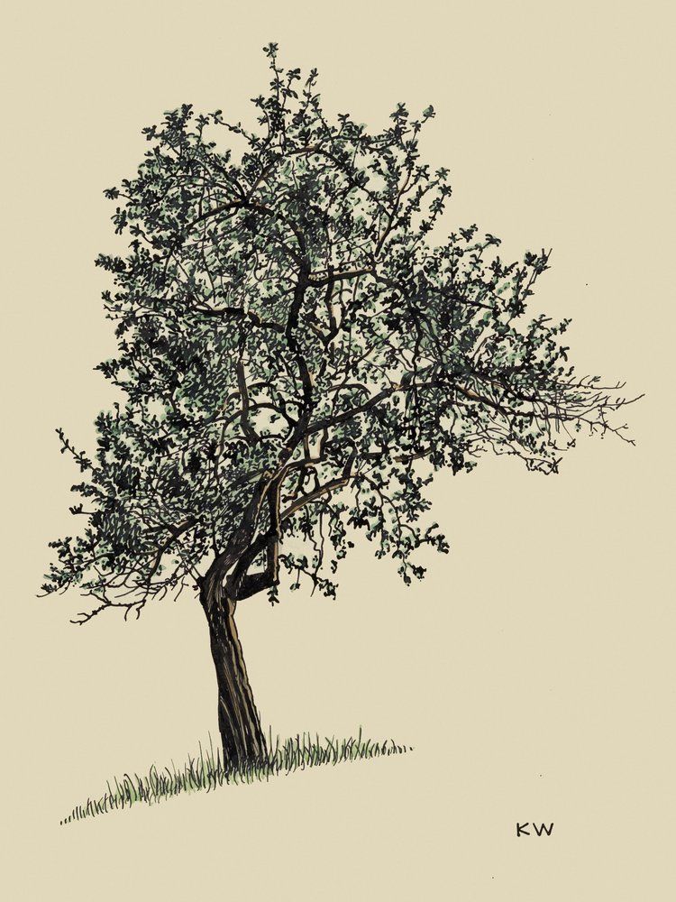 Løvfældende træ 1924 af Karl Wiener
