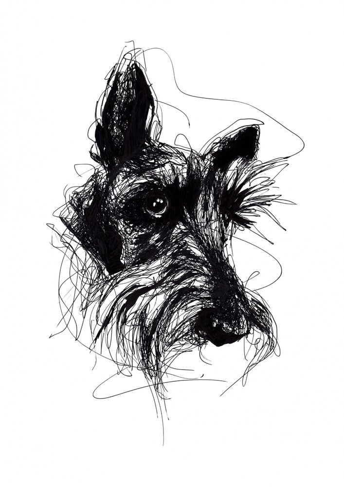 Udtryksfuld skitse af en skotsk terrier af Kiarra B