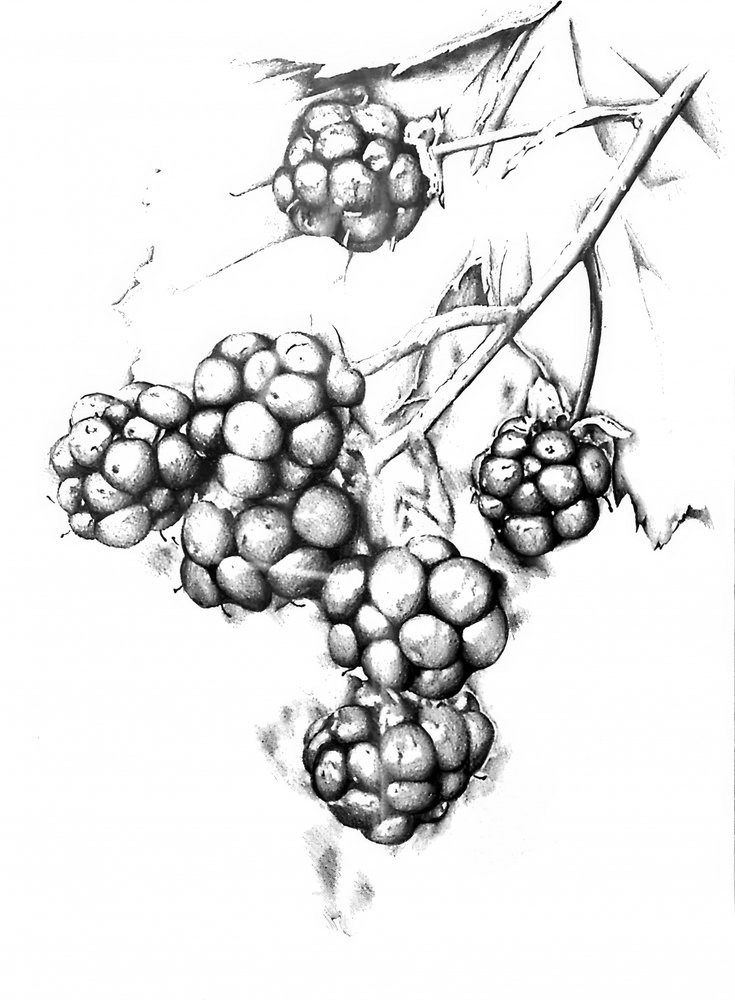  af Kulik