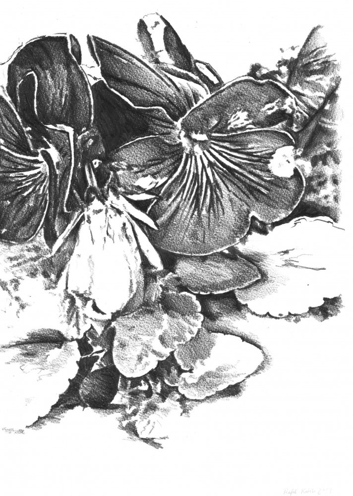  af Kulik