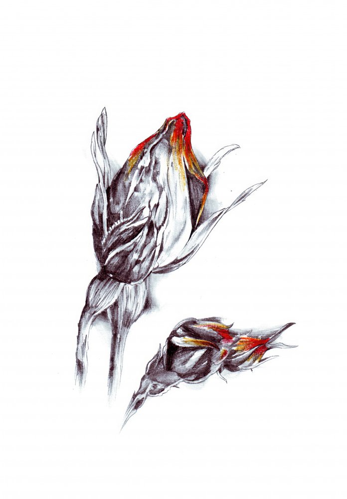  af Kulik