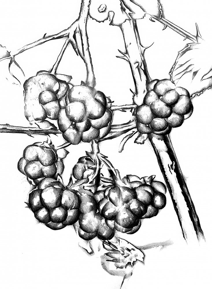  af Kulik